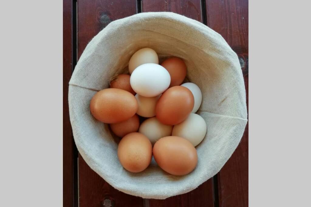 Casa Kikenda, Viaggio Nella Natura Treia Dış mekan fotoğraf